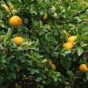 Sibirski limun (Poncirus trifoliata)