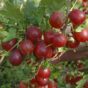 Ogrozd - Ribes grosularia (crveni)
