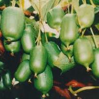 Actinidia arguta plod