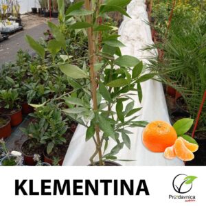 Klementina Citrus clementina