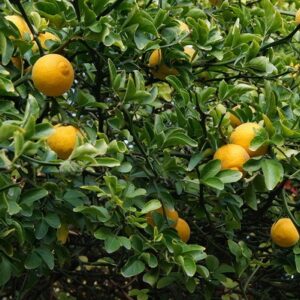 Sibirski limun (Poncirus trifoliata)