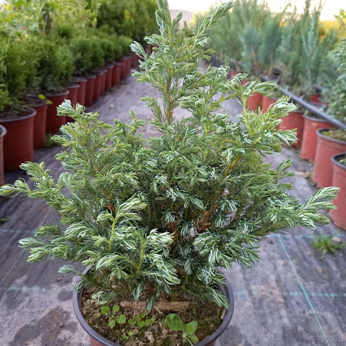 bulevardi 20+cm