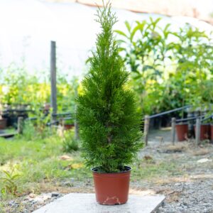 10 komada Tuja Smaragd 40-50 cm