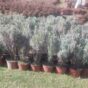 Ljubičasta lavanda - Lav. angustofolia vera