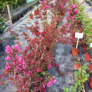 Weigela florida Purpurea