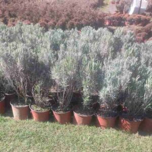 Ljubičasta lavanda - Lav. angustofolia vera