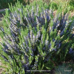Ruzmarin - Rosmarinus officinalis