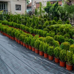 Šimšir - Buxus sempervirens