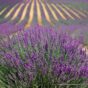 Lavanda - 10 sadnica
