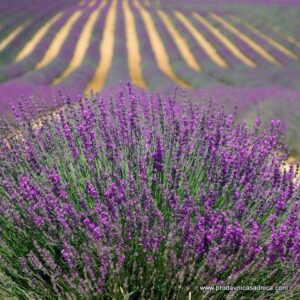 Lavanda - 10 sadnica