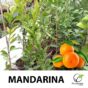 Mandarina Citrus reticulata