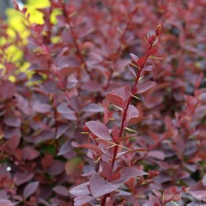 Berberis-Superba