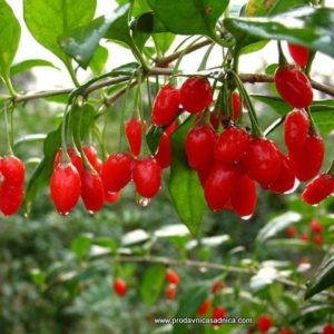 goji bery