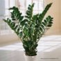Zamija lat. Zamioculcas zamiifolia