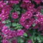 Clematis vit. Purp. P. Elegans