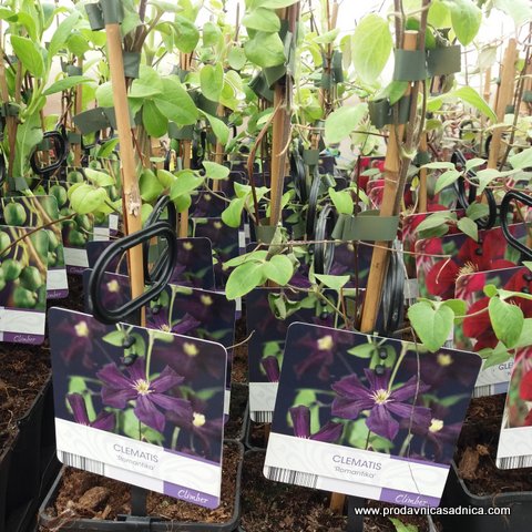 Clematis Romantika (2)