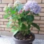 Hortenzija Hydrangea macrophylla