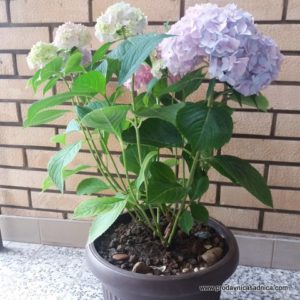 Hortenzija Hydrangea macrophylla