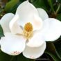 grandiflora