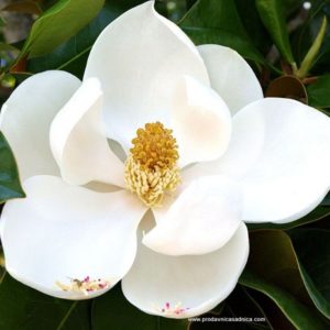 grandiflora