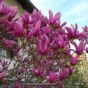 ljubicasta magnolija