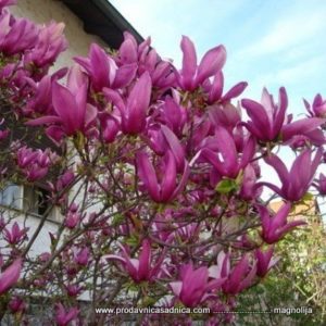 ljubicasta magnolija