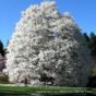 magnolija