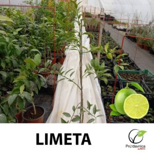 Limeta Citrus aurantifolia