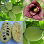 indijanska banana