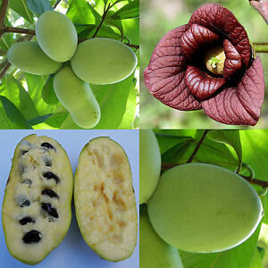 indijanska banana