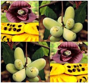 Semences D'asiminier Triloba Fruit Of The Common Pawpaw  Asimina Triloba Growing On A Tree 736369