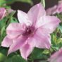 Clematis Pink Fantasy