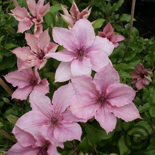 clematis_pink_fantasy
