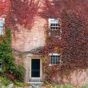 partenocissus