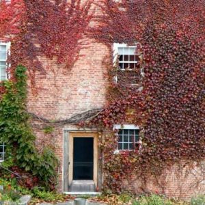 partenocissus