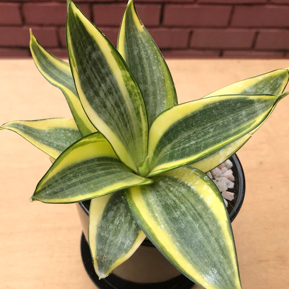 snake-plant-8