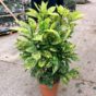 aucuba japonica