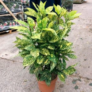 aucuba japonica