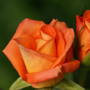 ruza cajevka