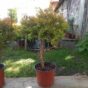 THUJA OCCIDENTALIS RHEINGOLD