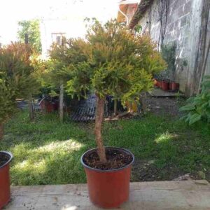 THUJA OCCIDENTALIS RHEINGOLD