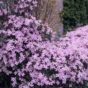 Clematis montana 'Grandiflora'