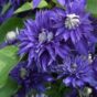 Clematis 'Multi Blue'