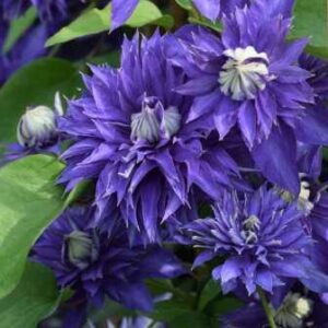 Clematis 'Multi Blue'