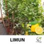Limun (Citrus x limon)