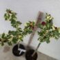 hibiscus