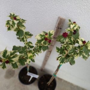 hibiscus