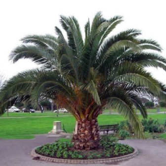 kanarska palma