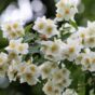 Jasmin