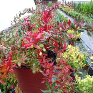 Berberis polegli Julianae